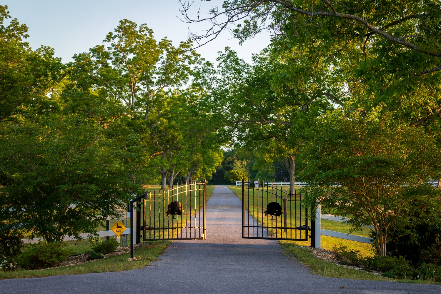 Open iron gates frame the tree-lined entrance drive at The Orchards, with white fences and warm evening light.