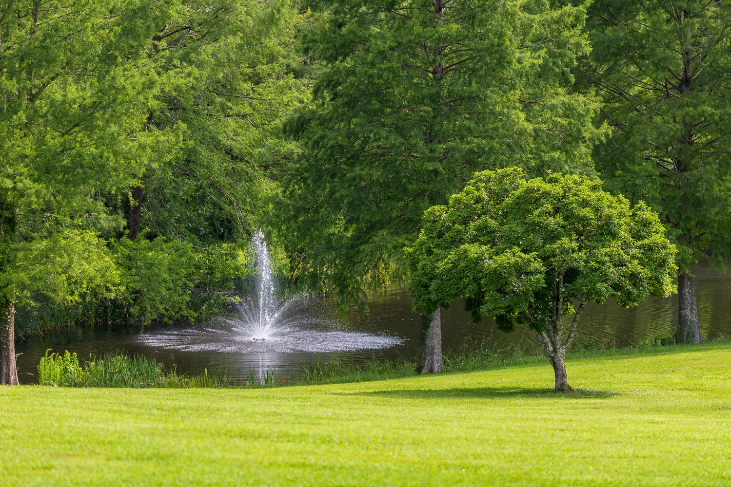 A fountain spraying in the pond beyond a green lawn and leafy trees.